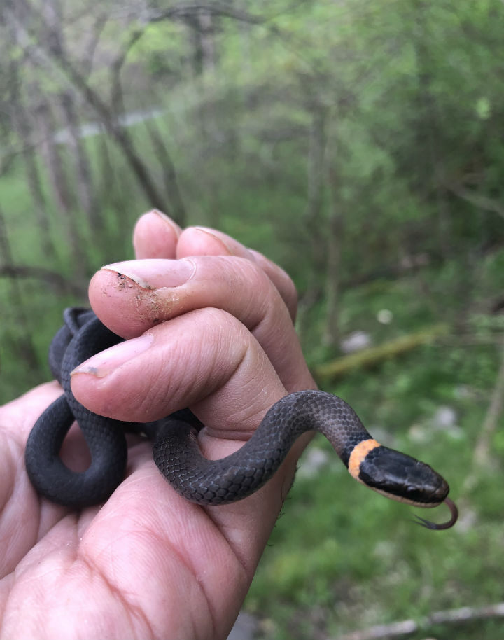 Northern Ringneck Snake